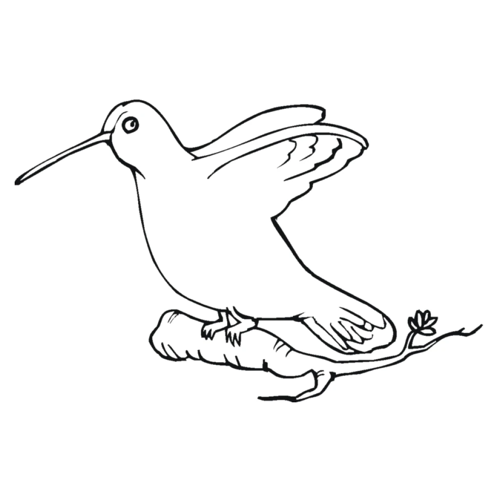 Hummingbird coloring page to print for free