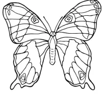 Borboleta