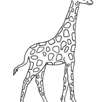 Girafa